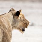 Im Etosha