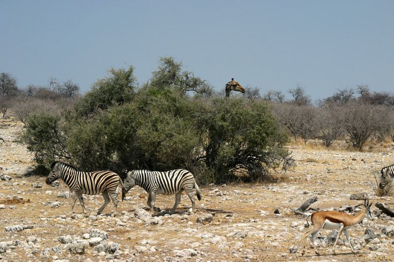 Im Etosha in der Umkleidekabine...