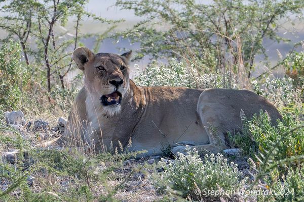 Im Etosha National Park (Namibia)