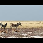 Im Etosha-NP