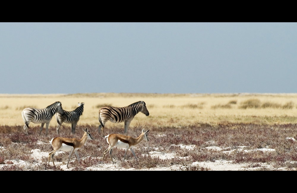 Im Etosha-NP