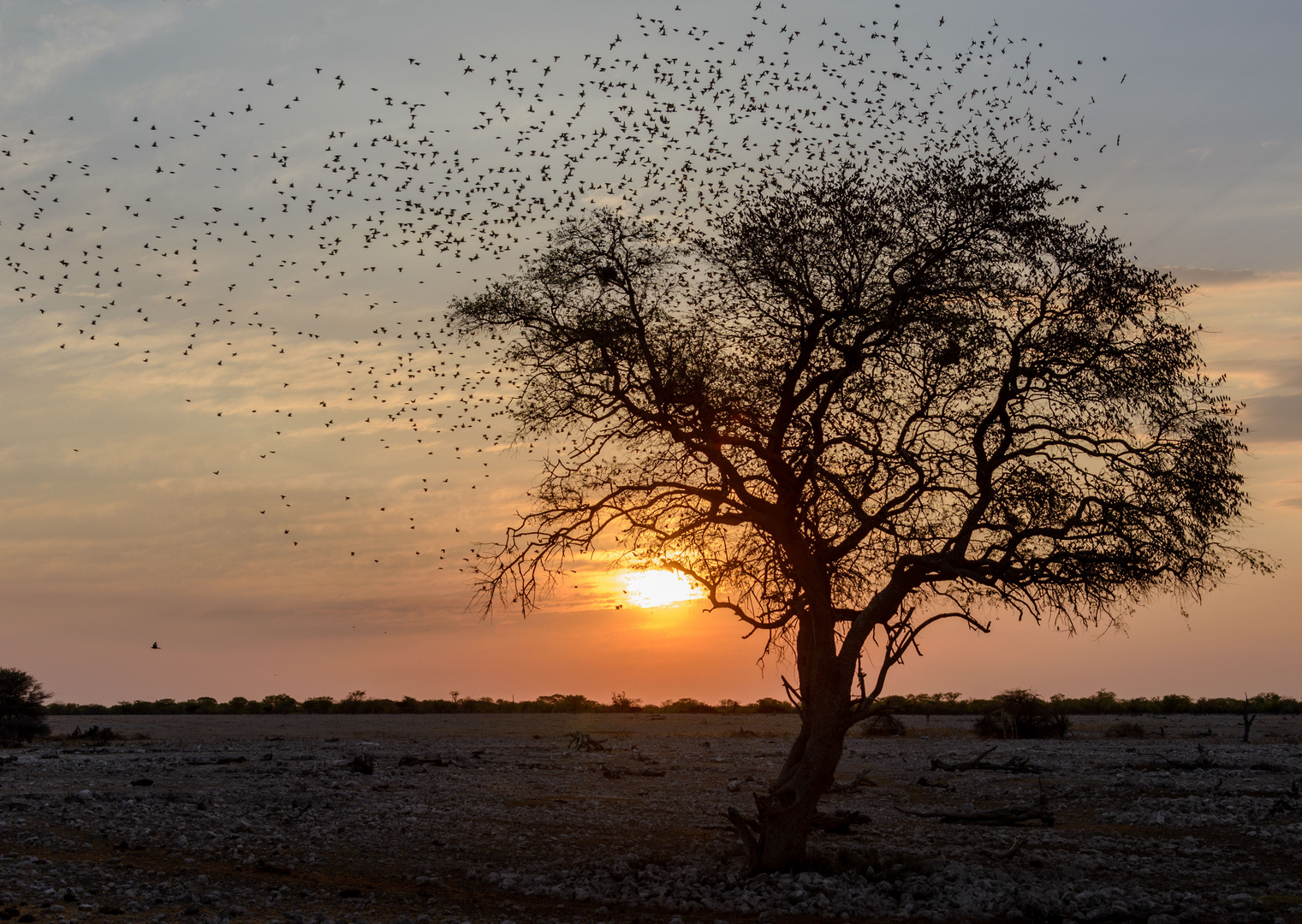 im Etosha NP (Namibia)