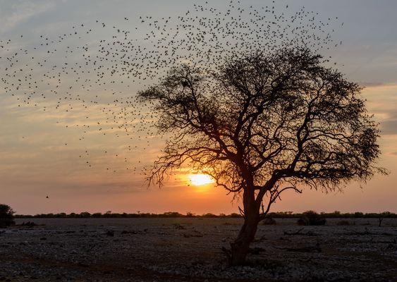 im Etosha NP (Namibia)