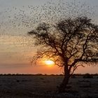 im Etosha NP (Namibia)