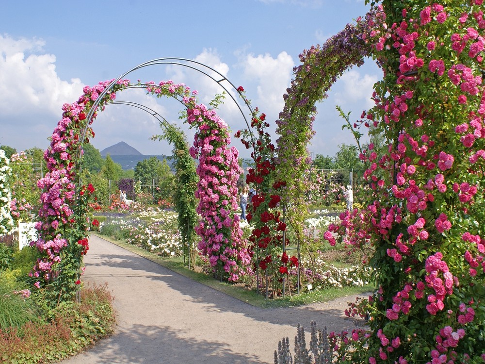 Im Europa-Rosarium Sangerhausen