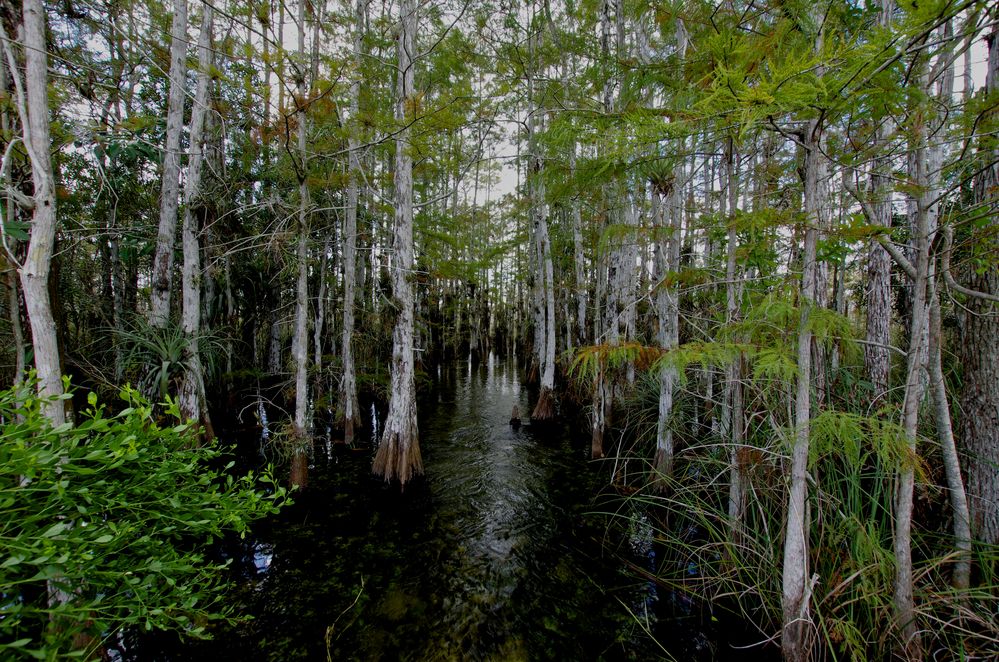 Im Everglades Nationalpark