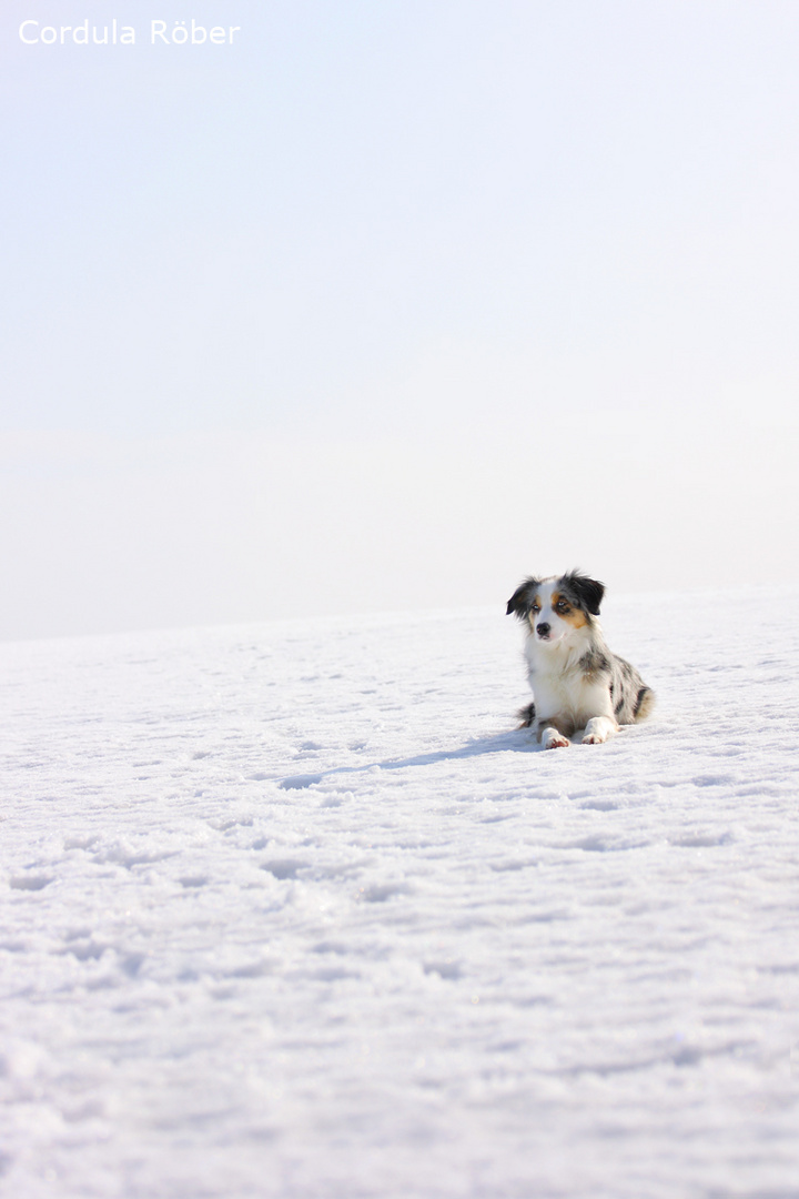 Im ewigen Schnee...