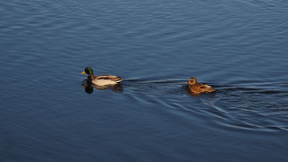 Im Fahrwasser