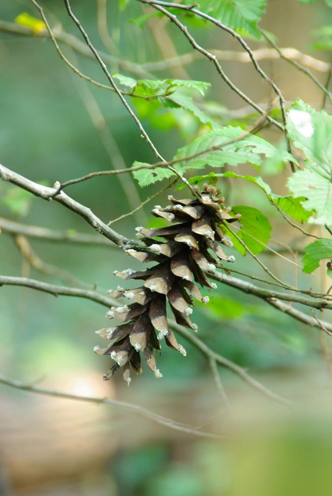 im falschen baum gefunden....