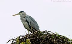 Im falschen Nest