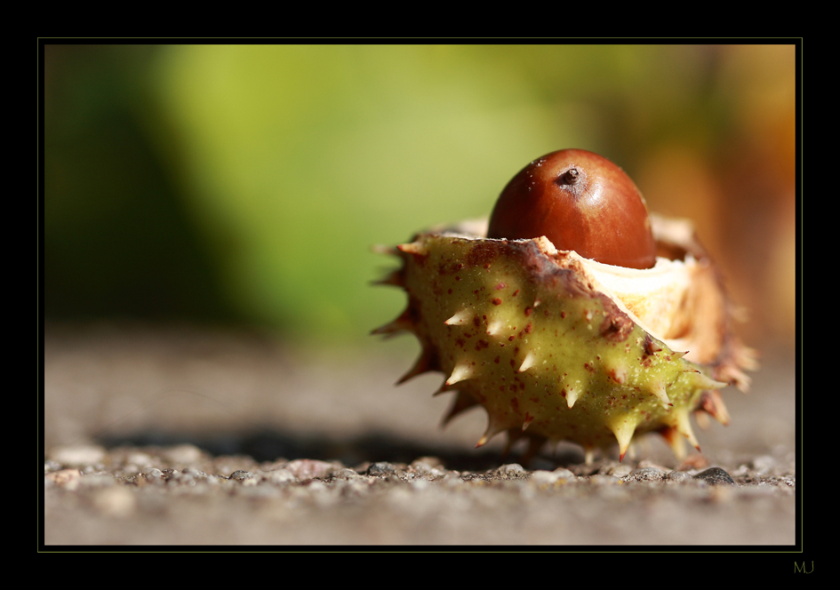 Im falschen Nest