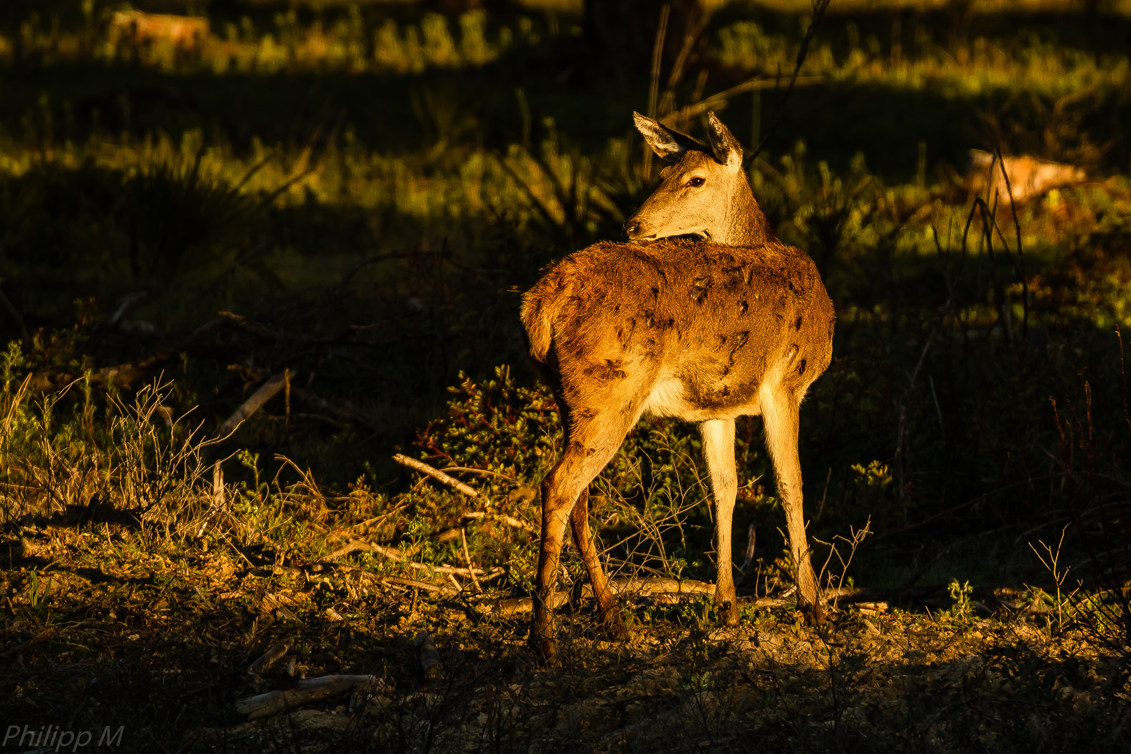 Im -fast- ersten Sonnenstrahl…