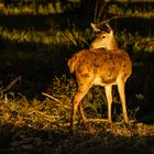 Im -fast- ersten Sonnenstrahl…