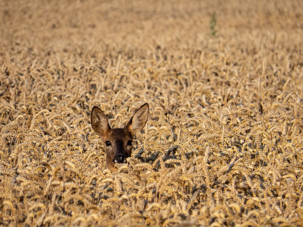 im Feld Foto Bild tiere wildlife s ugetiere Bilder im Feld Foto Bild tiere wildlife s ugetiere Bilder