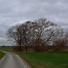 im Feld