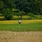 im feld, burma 2011