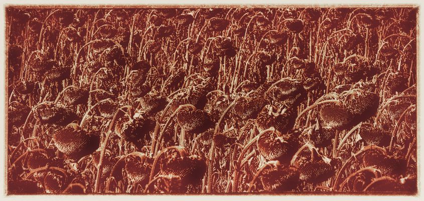 Im Feld der Fantasie