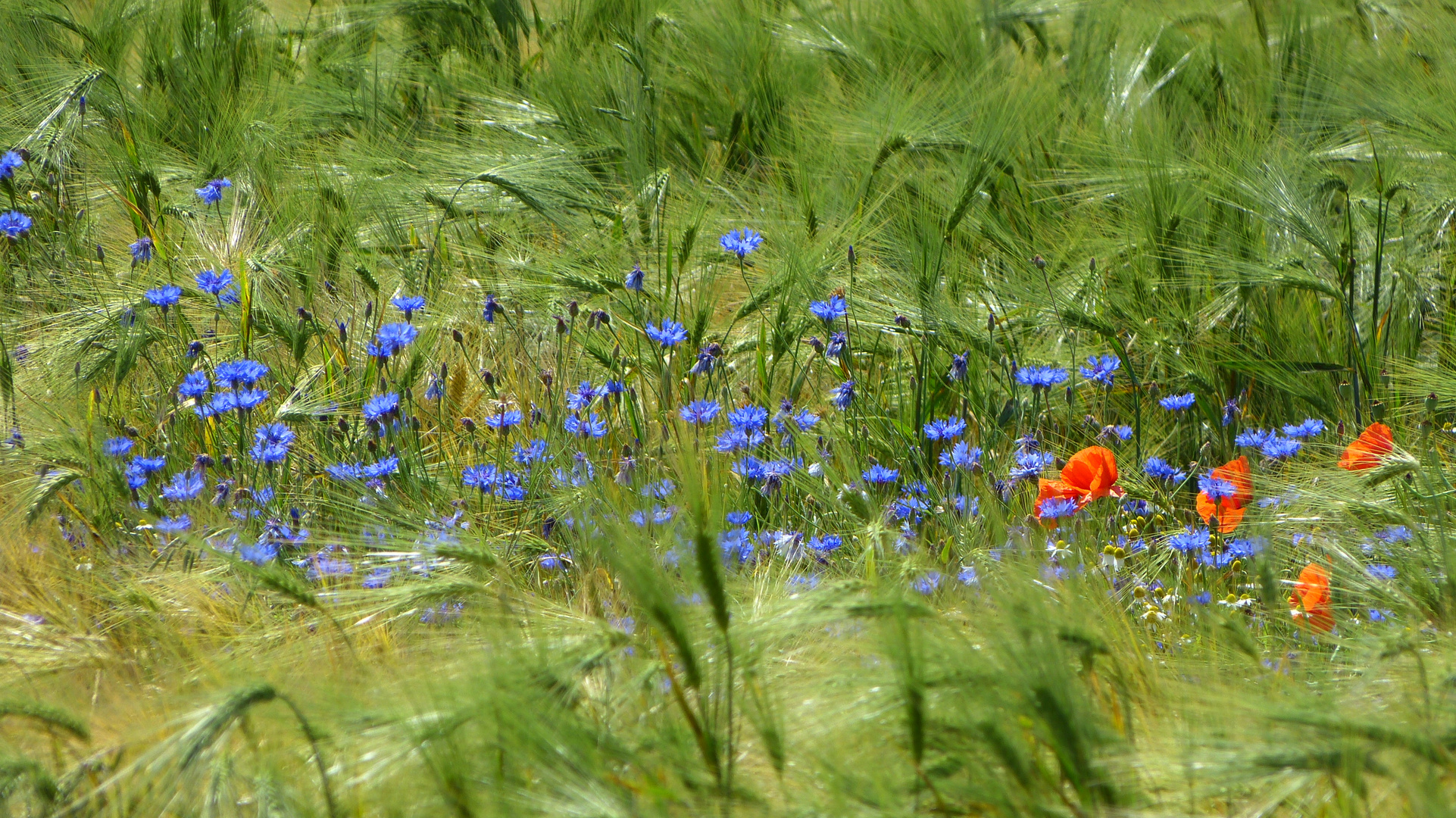 Im Feld eingebettet