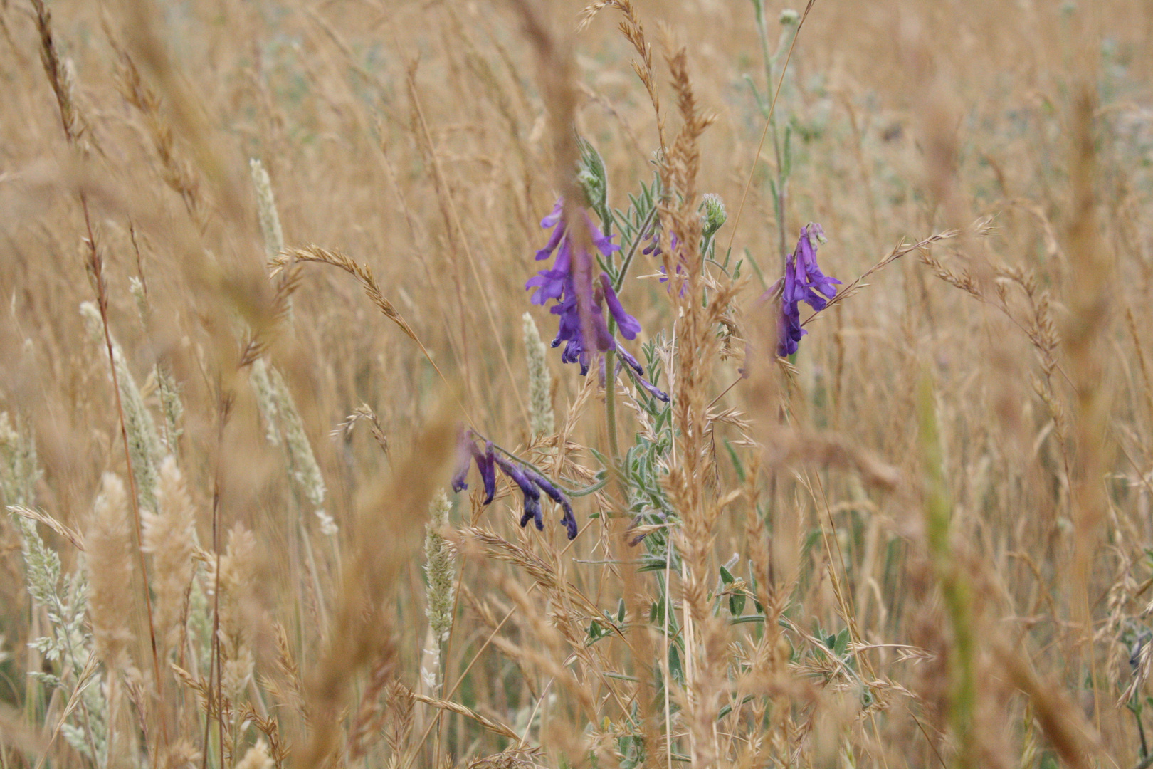 im Feld unterwegs