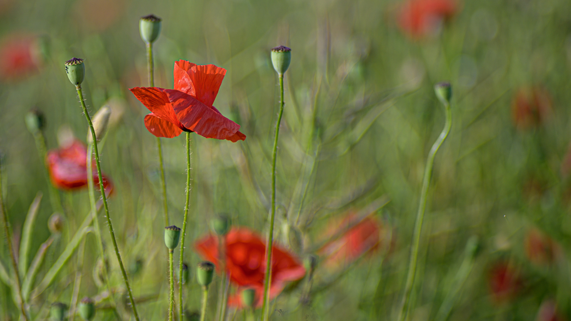 Im Feld_Mohn