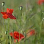 Im Feld_Mohn