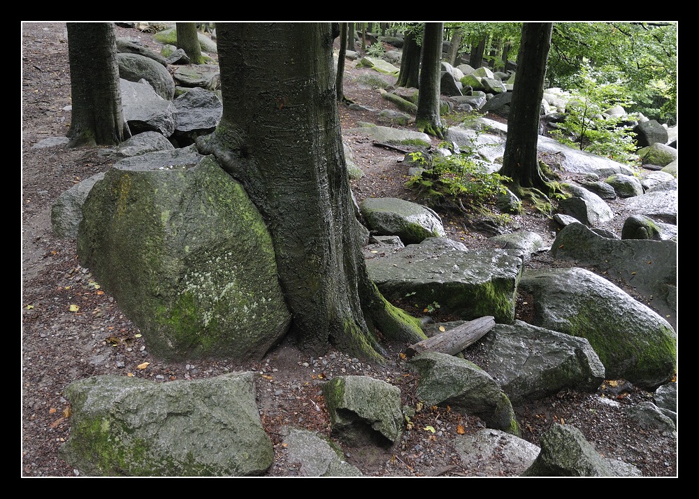 Im Felsenmeer (8)