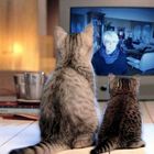 im Fernsehen......