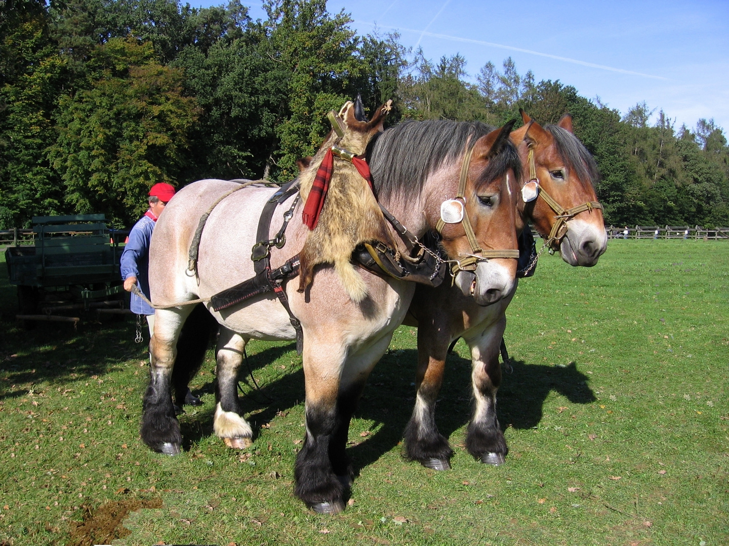 im Festtagsgewand