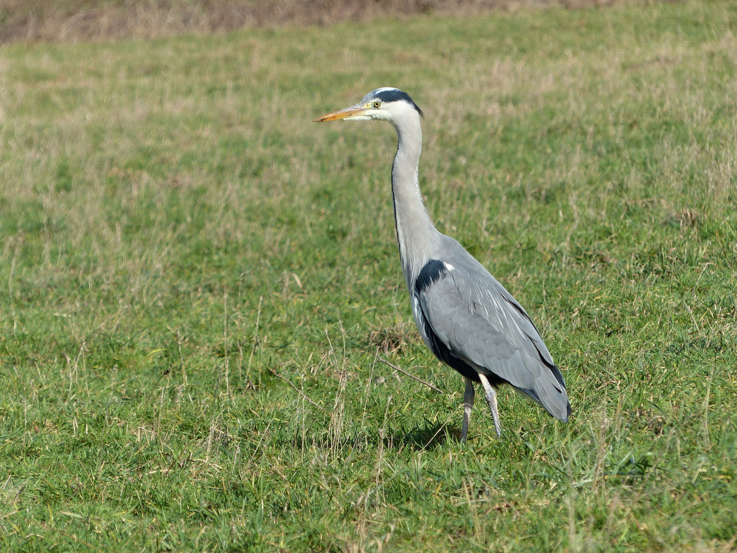 im feuchten Gras auf Futtersuche