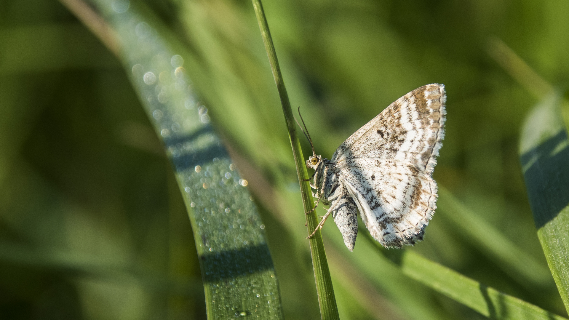 Im feuchten Gras erwischt