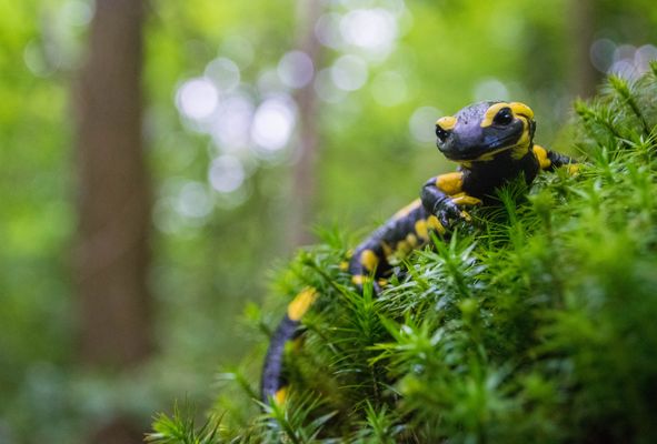 Im feuchten Moos fühlt er sich zu Hause