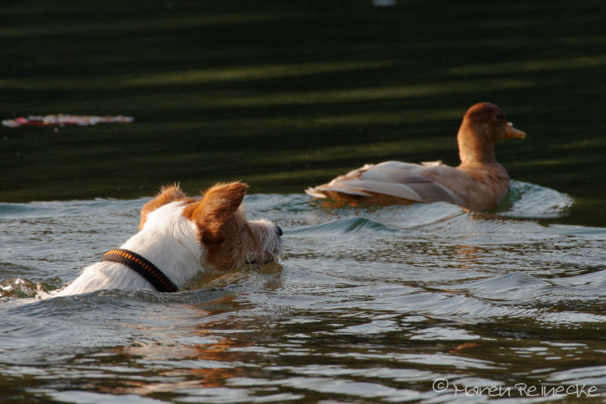 Im FFH-Gebiet Enten jagen ...