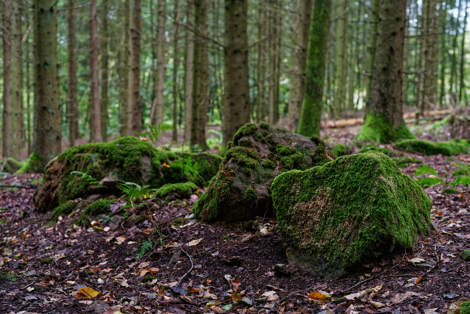 Im Fichtenwald Foto & Bild landschaft, sonstiges, jahreszeiten Bilder