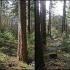 im Fichtenwald (3D X-view Kreuzblick stereo)