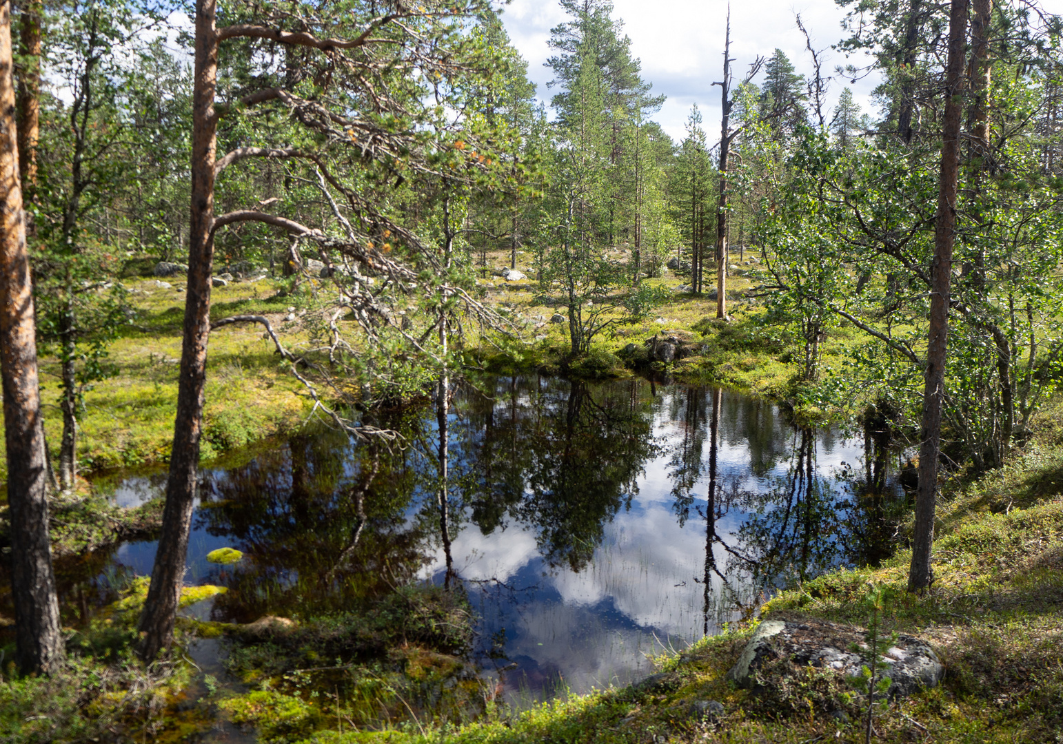 Im finnischen Wald....