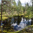Im finnischen Wald....