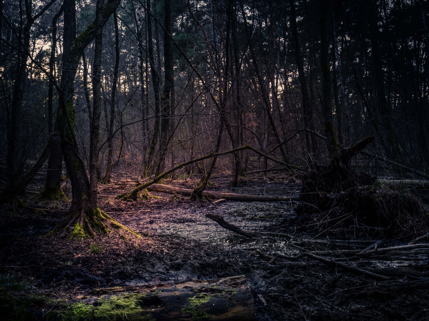 Im finsteren Wald