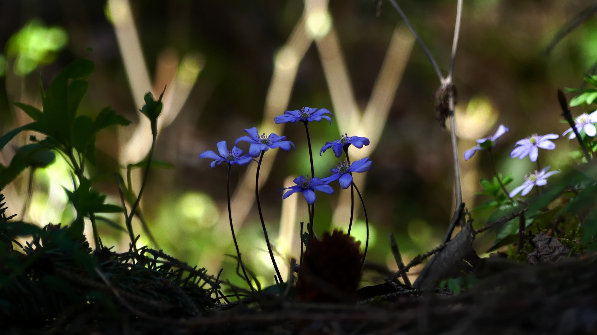 im finsteren Wald