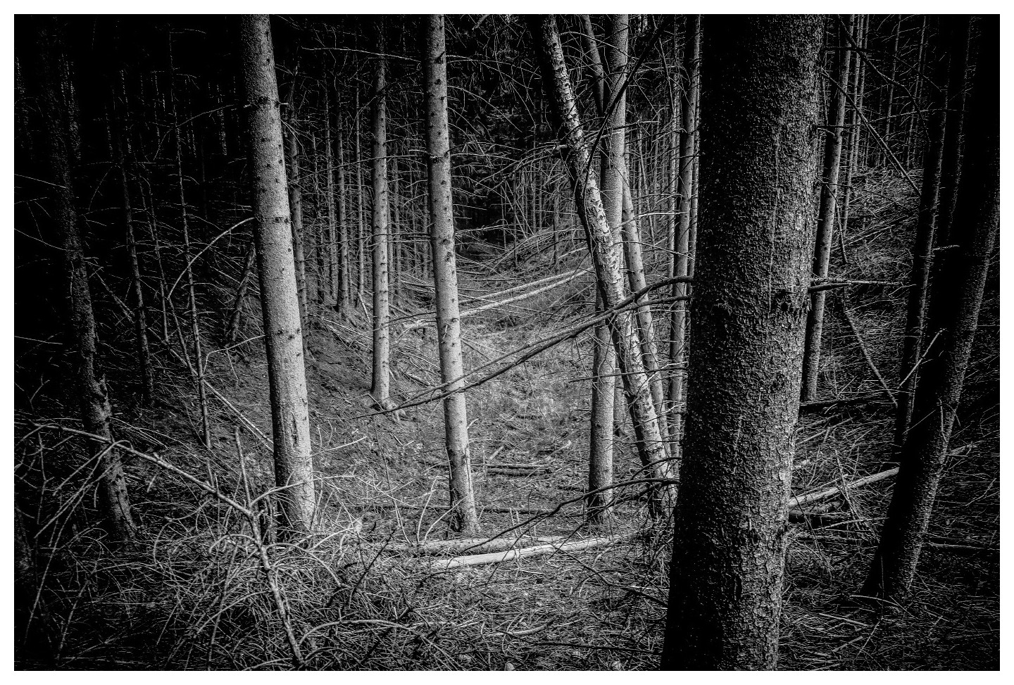 Im finstren Wald