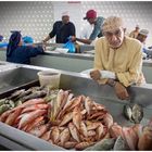 Im Fischmarkt von Matrah/Mutrah (Oman)