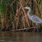 "I'm fishing in the Rain ....."   (ISO 2000)