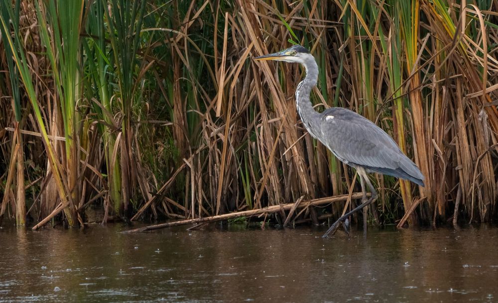 "I'm fishing in the Rain ....."   (ISO 2000)