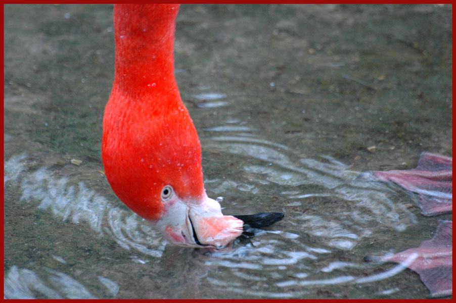 im flachen Wasser ...