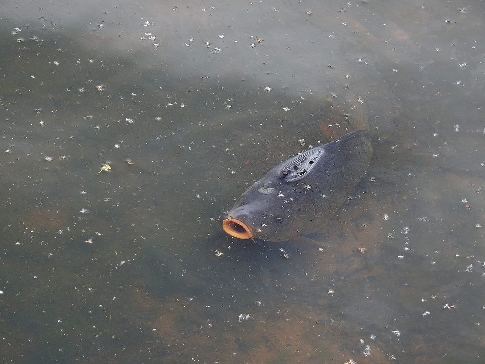 Im flachen Wasser leichte Beute 