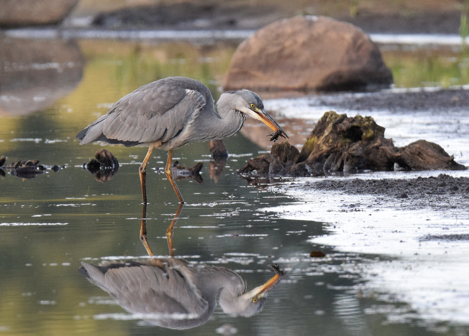 Im Flachwasser