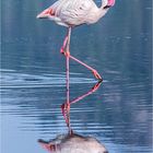 im flamingoschritt