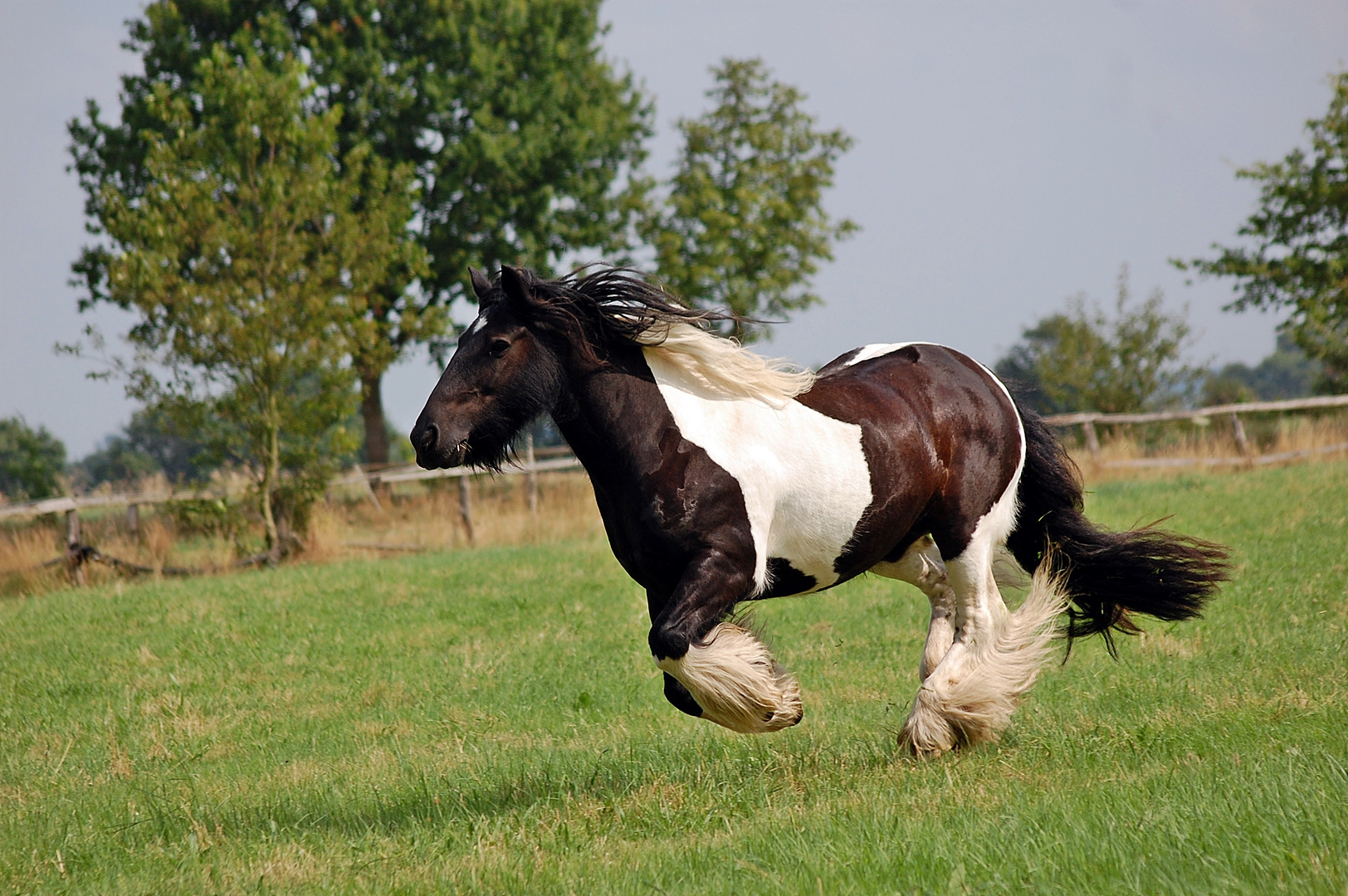 im fliegenden galopp