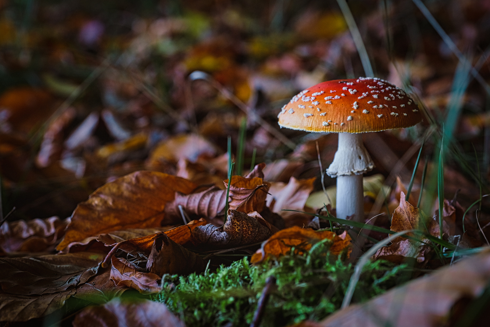 Im Fliegenpilzwald