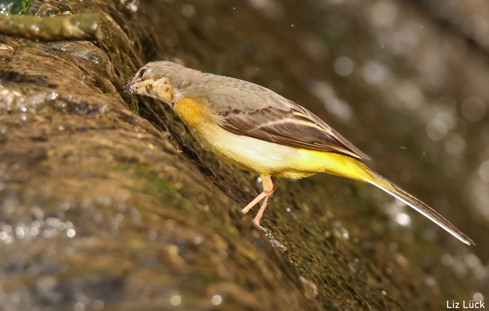 im fließenden Wasser