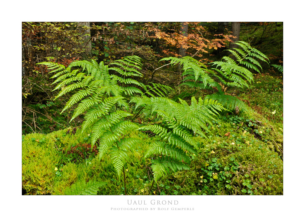 Im Flimserwald